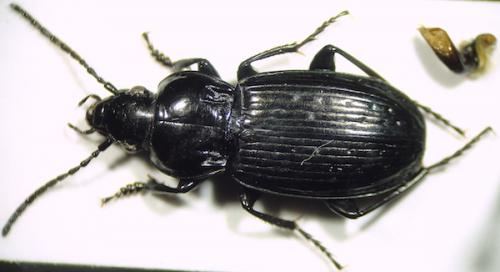 Pterostichus yvanii